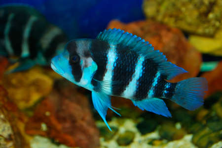 Beautiful tropical fish on the deep sea