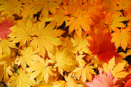 Yellow maple leaves as a nice ackground