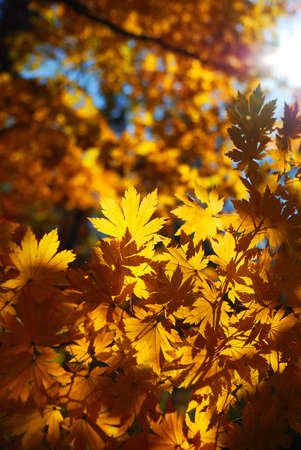 Yellow maple leaves as a concept of autumn season