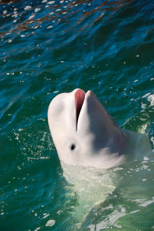 Beautiful white whale swimming in water as a concept of wild natureの写真素材