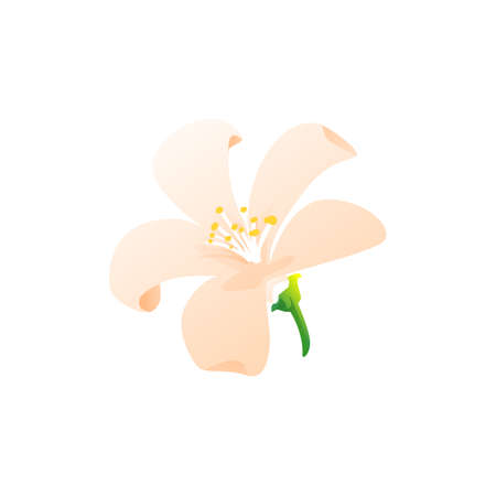 Pink jasmine in bloom isolated realistic flower icon. Vector herbal tea ingredient, gentle blooming plant with pink petals. Jasminum polyanthum, tropical fora object. Aroma decoration, jasmineのイラスト素材