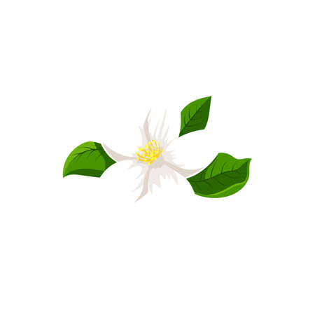 White jasmine flower isolated herbal tea ingredient. Vector blooming plant, flower with yellow middle and green leaves, jasminum icon. Fragrant aromatic jessamine in blossom, realistic tea herbのイラスト素材