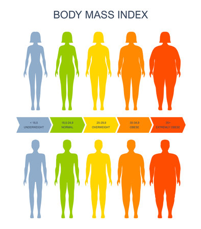 Body mass index chart, man and woman silhouette, vector BMI scale of health, obesity and overweight. Body mass index infographic on female and male fat obese weight and underweight BMI scaleのイラスト素材