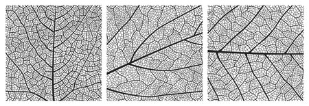 Leaf texture pattern with veins and cells. Close up leaf pattern background of vector plant or tree...