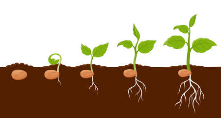 Plant growth stages, sprout grow cycle of seeds of tree or flower, vector agriculture seedling process. Plant grow stages from seed to leaf sprout in ground, garden or farm sapling phasesのイラスト素材