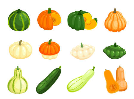 Raw butternut pumpkin, zucchini and squash vegetables. Vector farm veggie food, yellow courgette, green zucchini, orange pumpkin and white patty pan squash, half cut vegetables and wedges with seedsのイラスト素材