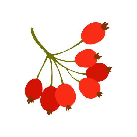 Branch of autumn barberry red berries isolated autumn harvest, gardening ripe organic food. Vector berberine fruit, goji berry plant in cartoon designのイラスト素材