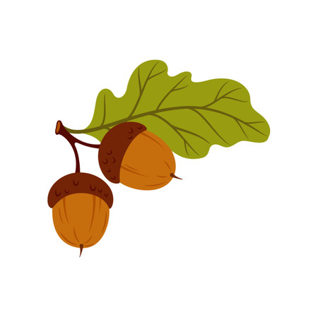 Branch of acorn fruits and leaves, tree leaf, oak autumn leafage cartoon icon. Vector herbarium, autumn leafage foliage symbol. English oak fall leafのイラスト素材