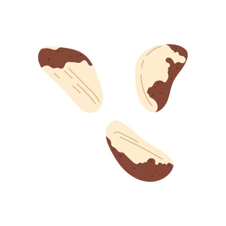 Brazil nut isolated cartoon edible seed with spots. Vector peeled Brazil nut. Vegetarian organic food, nutrition snack dessert, organic healthy superfoodのイラスト素材