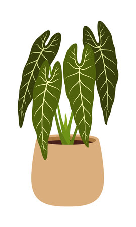 Pot with Philodendron melanochrysum. Isolated vector plant species with large, green heart-shaped leaves, velvety texture, and striking yellow veins. Houseplant native to central and south americaのイラスト素材