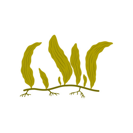Soft seaweed green plant, aquatic underwater leaf. Vector cartoon branch with leaves, floral element grown at sea bottom, aquarium decorationのイラスト素材