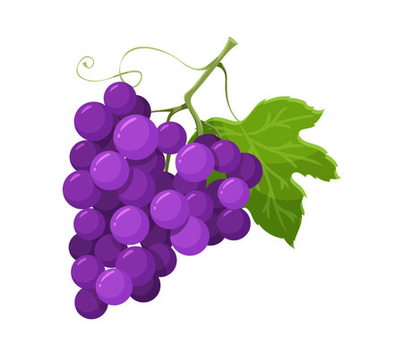 Thanksgiving celebration grapes harvest cartoon autumn object. Happy Thanksgiving season grapes harvest, autumn holiday isolated vector food. October ripe fruits with bunch of grapes purple berriesのイラスト素材