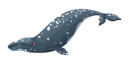 Cartoon cute gray whale whale character. Underwater life big mammal cute character, ocean marine animal happy vector cartoon mascot. Ocean fauna whale specie funny isolated personageのイラスト素材