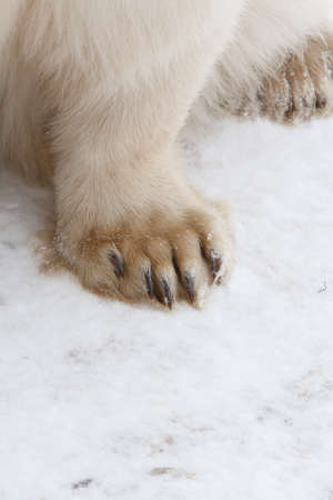 feet of polar bearの写真素材