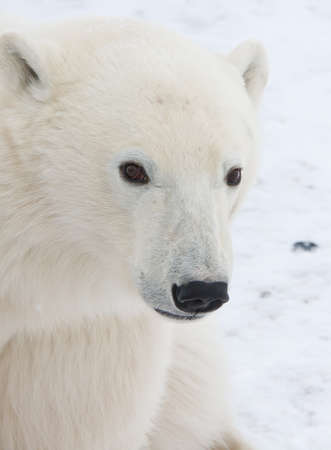 polar bear  of tundra near Churchill Canadaの写真素材