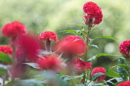 Flowers, cockscombの写真素材