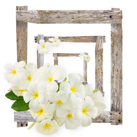 Plumeria flowers on plank old frames isolated on white backgroundの写真素材