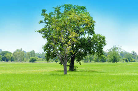 Spring landscape with tree and blue skyの写真素材