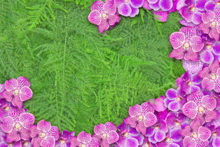 Orchids backgroundの写真素材