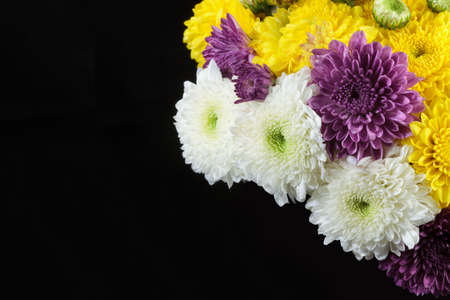 Chrysanthemum three colors with copy spaceの写真素材