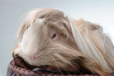 Guinea pig Peruvianの写真素材