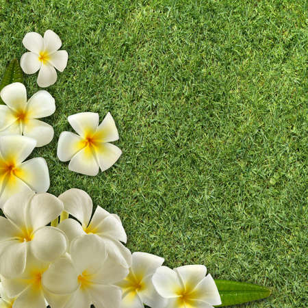 Frangipani on green grassの写真素材