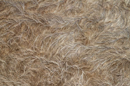 Close up of Buffalo fur background