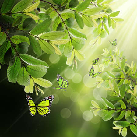butterfly on the background of the young spring leaves and sunlightの写真素材