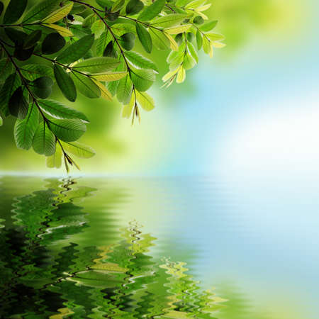 green leaves reflecting in the water, shallow focusの写真素材