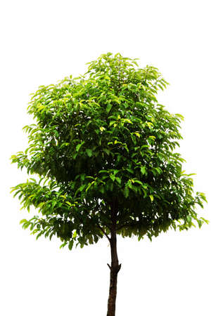 Tree isolated on a white backgroundの写真素材
