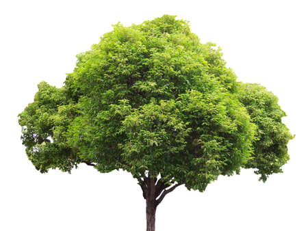 Tree isolated on a white backgroundの写真素材