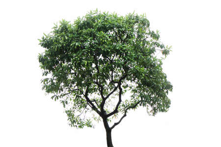 Tree isolated on a white background