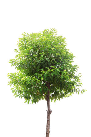 Tree isolated against a white backgroundの写真素材