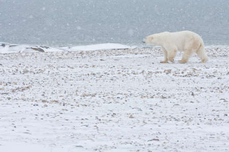 Polar Bear walking in snow.の写真素材