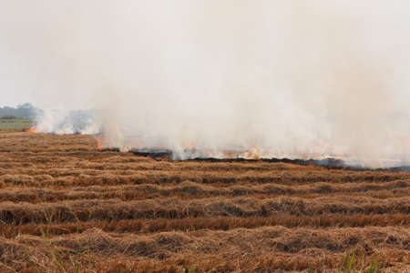 The dry grass in the field burns inflated by a strong windの写真素材