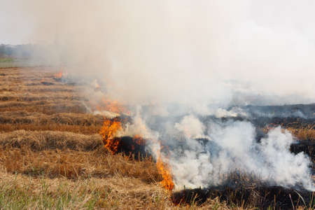 The dry grass in the field burns inflated by a strong windの写真素材