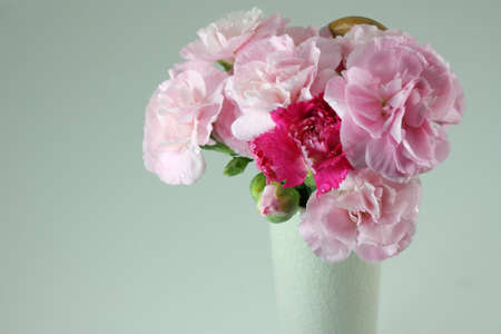 straw flower or everlastingの写真素材