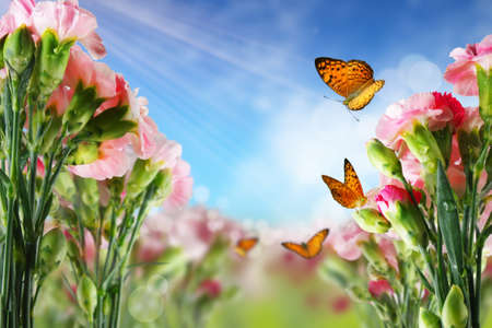 butterfly on many flowers の写真素材