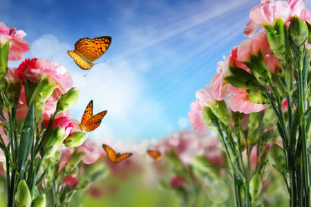 butterfly on many flowers の写真素材