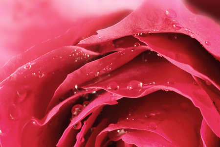 many red rosesの写真素材