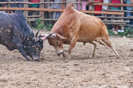 Bull fight on the road sportの写真素材