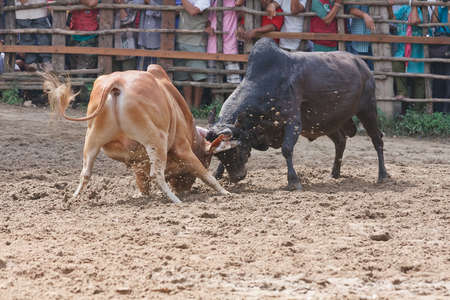 Bull fight on the road sportの写真素材