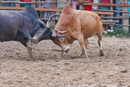 Bull fight on the road sportの写真素材
