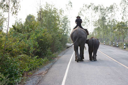A young elephant smells her even younger sibling with her trunkの写真素材