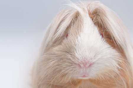 long haired guinea pig in front of a white backgroundの写真素材
