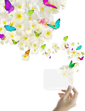butterfly on many flowers の写真素材