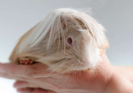long haired guinea pig in front of a white backgroundの写真素材