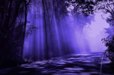 Forest road. Landscape for backgroundの写真素材