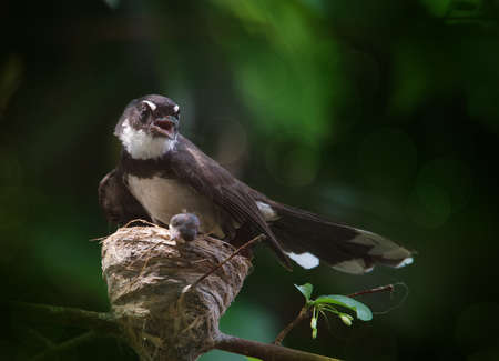 birdの写真素材