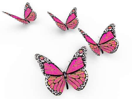 pink butterflies isolated on white background and soft shadowsの写真素材